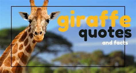 Giraffe Quotes Untamedanimals