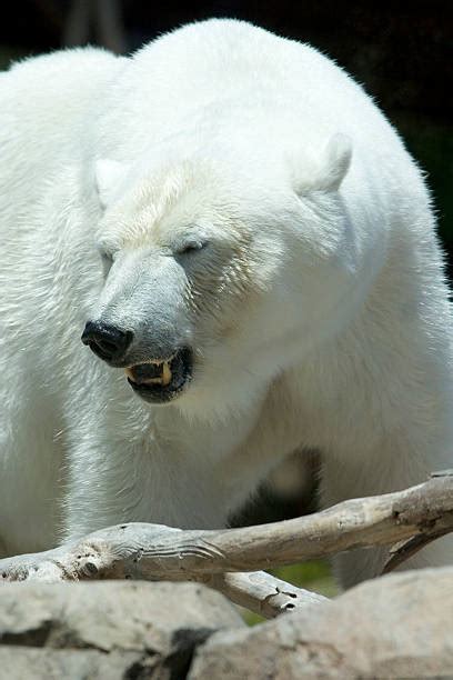 Polar Bear Teeth Stock Photos Pictures And Royalty Free Images Istock