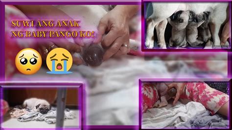 My Second Time Assisting On Pug Giving Birth Dog Whelping How To Care