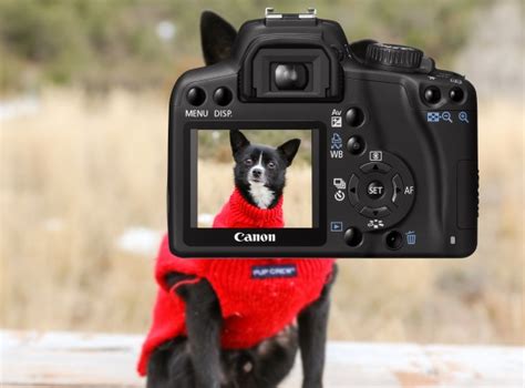 Dog On Camera Free Stock Photo Public Domain Pictures
