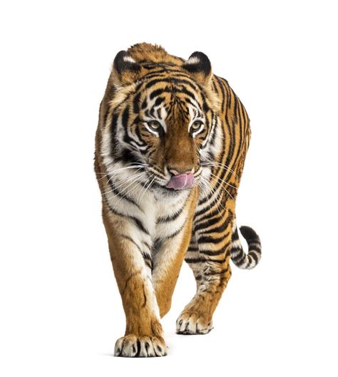 Tiger Prowling Big Cat Isolated Stock Photo Image Of Hunger