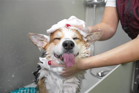 Top Hygiene Tips For Pets Animal Care Center