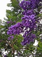 Jacaranda Mimosifolia: Facts, Description, Grow and Care Tips