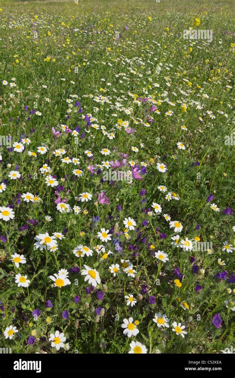 Italy Wildflowers Growing On Uncultivated Areas Of Metaponto Roman