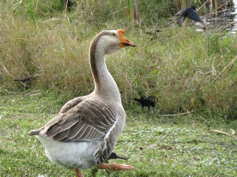 What Type Of Goose Is This Lives In A Florida Park He Is Alone Joins