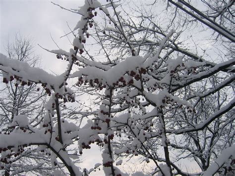Snowberries Matthew Buckley Flickr