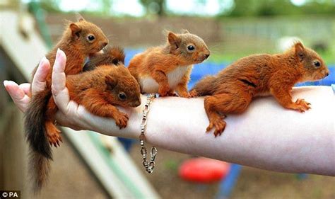 Little Squirrels Crazy About Squirrels Pinterest