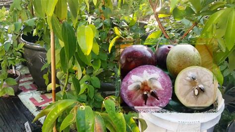 June 2016 Garden Tour With Tropical Fruit Trees Youtube