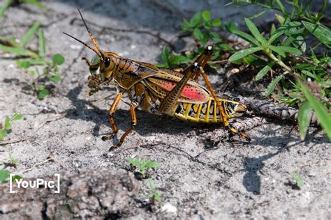Grasshopper By Niels Kristian Buus Spannow On Youpic