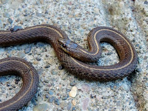 How To Banish Garter Snakes From Your Garden 6 Pro Tips Ecolifely