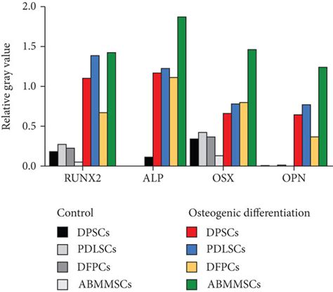 protein expression for osteogenic differentiation a western blot download scientific diagram