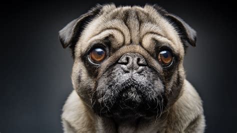 Pug Dog Breed History And Some Interesting Facts