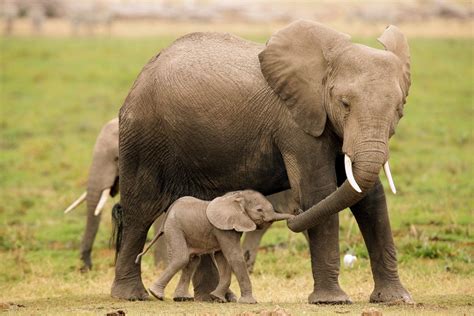 Mothers Day In The Animal Kingdom Photos Image 101 Abc News