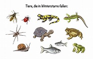 Winterstarre » Welche Tiere überwintern warum und wie in Starre?