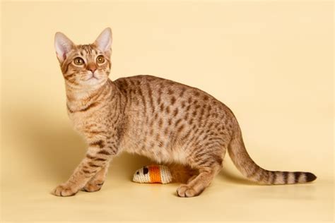 6 Spotted Cat Breeds Tcb Scans