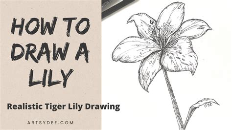 How To Draw A Lily Flower Realistic Lily Drawing Drawing A Tiger Lily