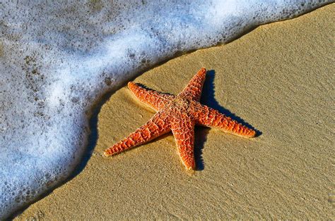 Punnetts Square Sea Stars Started Dissolving What Helped Some Of