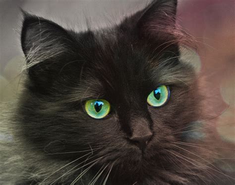 Free Images Hair Cute Pet Fur Black Cat Close Up