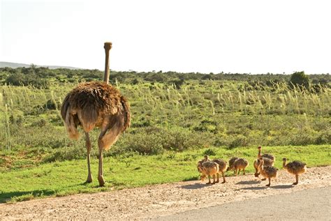 Serengeti National Park Discover A New World With Altezza