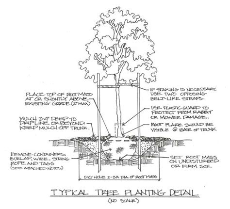 Spring Tree Planting Nebraska Extension Community Environment Nebraska