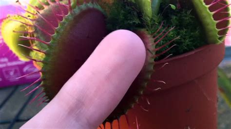 Large Venus Flytrap Chews On Finger Youtube