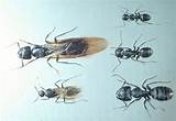 Large Carpenter Ants With Wings