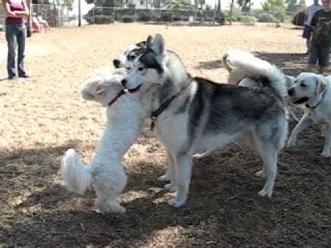 Huskies are beautiful and majestic dogs, and everything about them screams wolf, from their shape to their muscular build, to their strong backs and incredibly. Little Dog Challenges Big Siberian Husky - YouTube