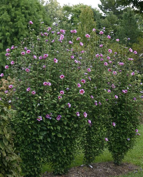 Flowering Bushes Rose Of Sharon Garden Plant