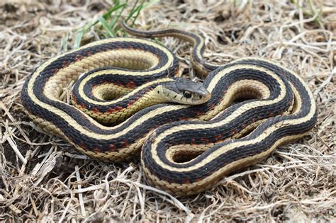Common Eastern Garter Snake