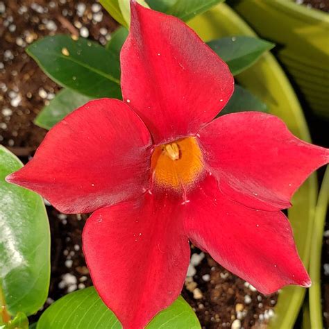 Dipladenia Deep Red Dipladenia Deep Red From Hillcrest Nursery