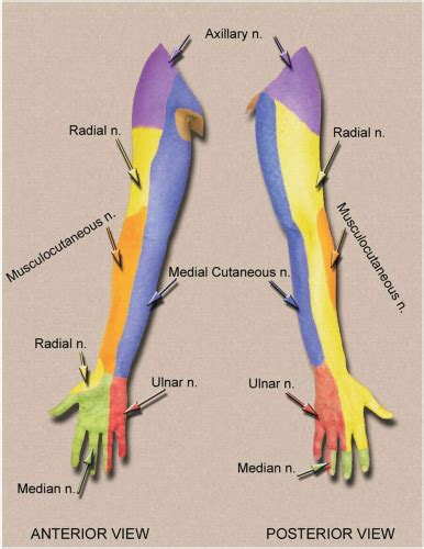 Upper Extremity Dermatome Chart