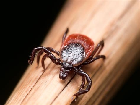 Lyme Disease In Canada Readers Digest Canada