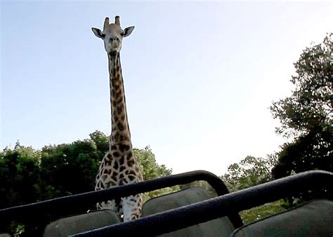 Video Giraffe Chases Terrified Tourists On Safari