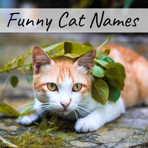 We can help you pick out the perfect name. 400+ Cat Names: Ideas for Male and Female Cats ...