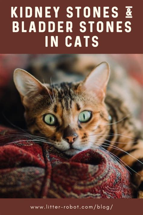 Kidney Stones In Cats How To Treat Feline Kidney And Bladder Stones