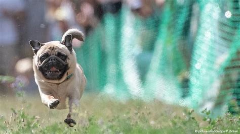 The Reigning Pug Of Speed Pridebites