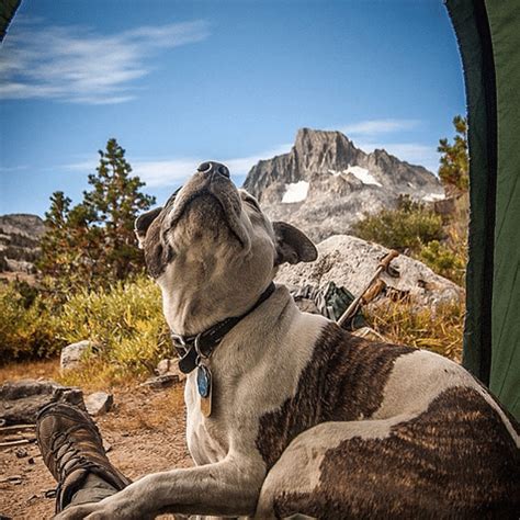 You may want to consider a tick and flea medication if you are planning to camp in any areas that are known to have these insects. 16 Breathtaking Photos of Dogs Camping - This Dogs Life