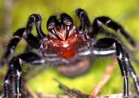 Tracking The Sydney Funnel Web Spider Unsw Newsroom