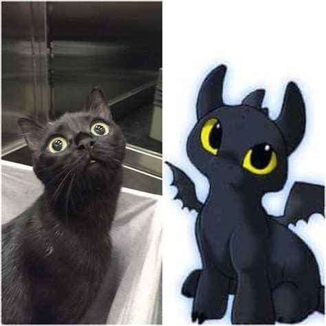 10 Black Cats That Are Actually Toothless In Disguise Funny Cat Photos Cat Pics Cute Cats