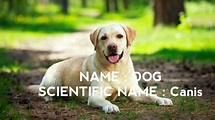 Scientific Names Of Animals | Scientific Names Of 10 Animals - YouTube