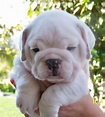 Female English Bulldog $2500 | English bulldog puppies, Bulldog, Cute ...