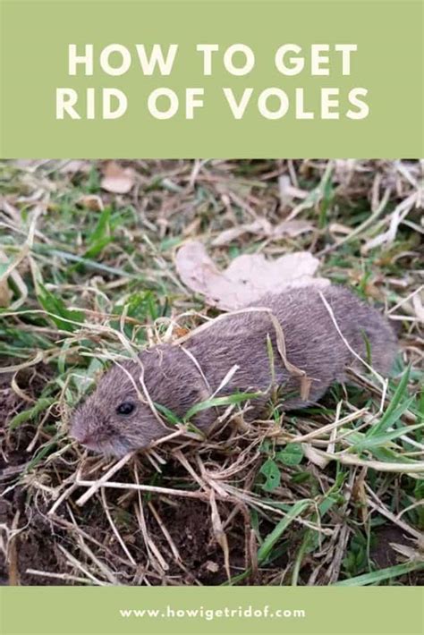 How To Get Rid Of Voles How I Get Rid Of