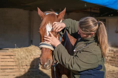 Uveitis In Horses Causes Signs Diagnosis And Treatment Mad Barn