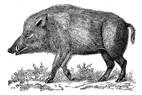 Filewild Boar