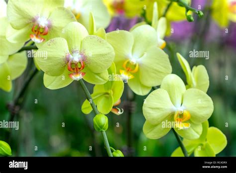 Phalaenopsis Orchids Flowers Bloom In Spring Adorn The Beauty Of Nature