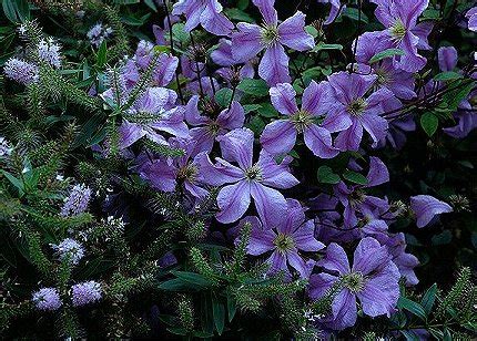 Check spelling or type a new query. Clematis Gallery 52 - International Clematis Society