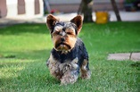 Yorkshire Terrier Dog Breed » Information, Pictures, & More