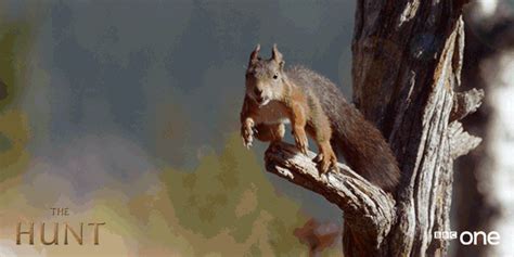 Flying Squirrel Jump  By Bbc Find And Share On Giphy