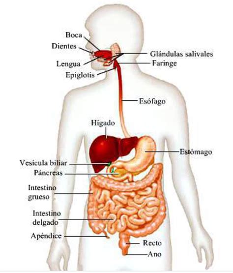 Sintético 96 Foto Dibujo Del Sistema Digestivo Y Sus Partes Alta