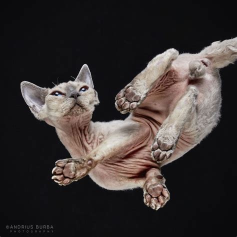 Adorable Underbelly Of Cats Cleverly Revealed By Photographing Them